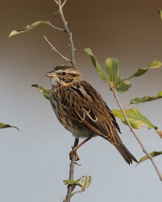 Savannah Sparrow