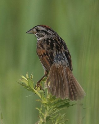 Swamp Sparrow