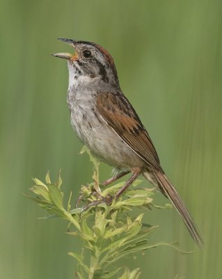 Swamp Sparrow