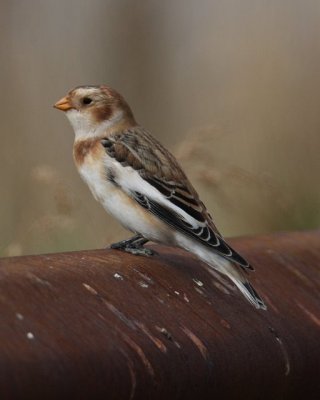 Snow Bunting