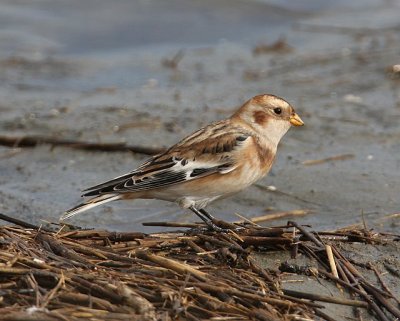 Snow Bunting