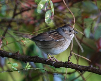 Swamp Sparrow