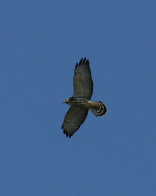 Broad-winged Hawk