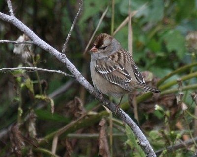 White-crowned Sparrow