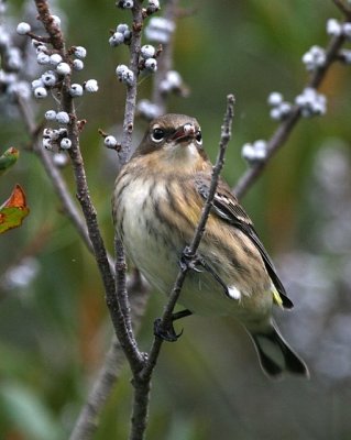 Yellow-rumped Warbler