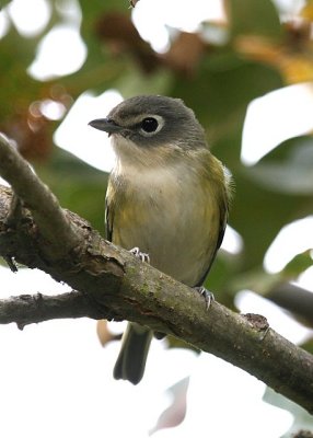 Blue-headed Vireo