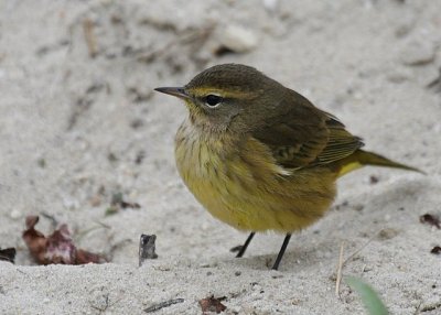 Palm Warbler