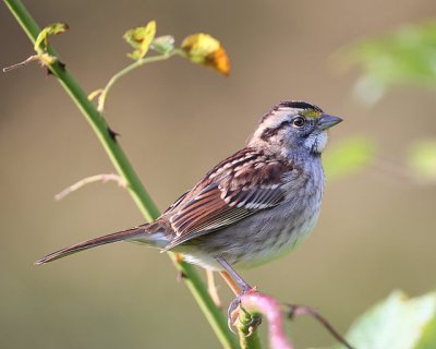 White-throated Sparrow