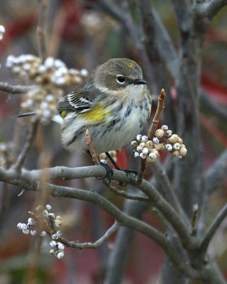 Yellow-rumped Warbler