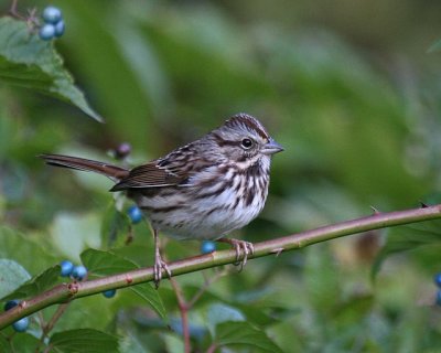 Song Sparrow