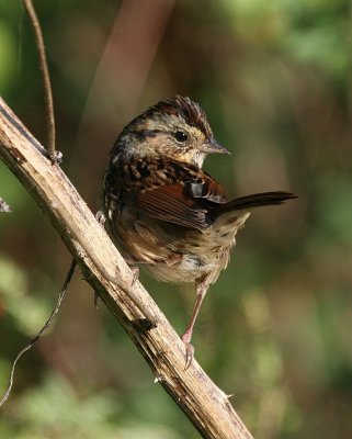 Swamp Sparrow