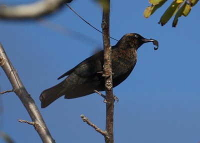 Rusty Blackbird