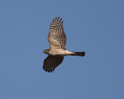 Sharp-shinned Hawk