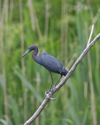 Little Blue Heron