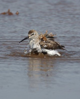 Dunlin