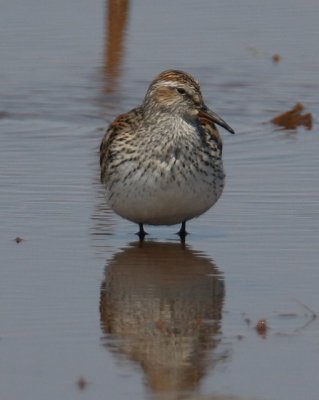 White-rumped Sandpiper