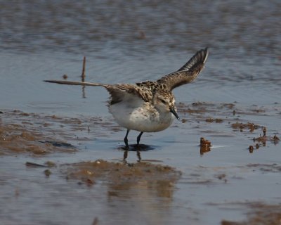 White-rumped Sandpiper