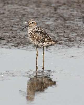 Stilt Sandpiper