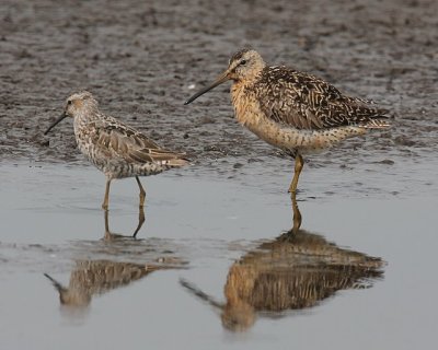 Stilt Sandpiper & Short-billed Dowitcher