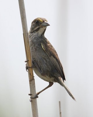 Seaside Sparrow