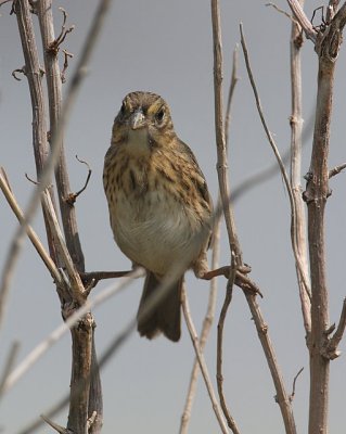 Seaside Sparrow