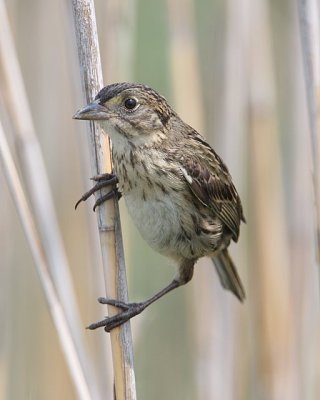 Seaside Sparrow