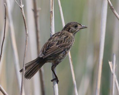 Seaside Sparrow