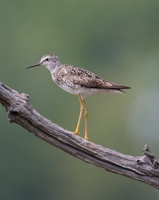 lesser Yellowlegs