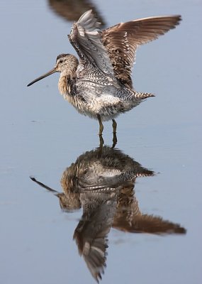 Short-billed Dowitcher