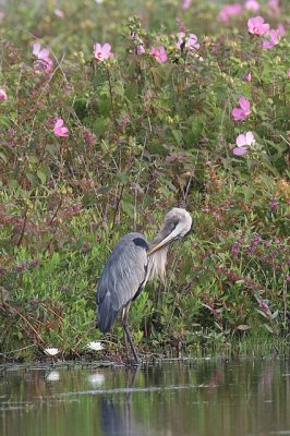 Great Blue Heron