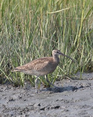 Whimbrel