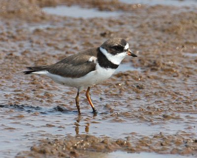 Semi-palmated Plover