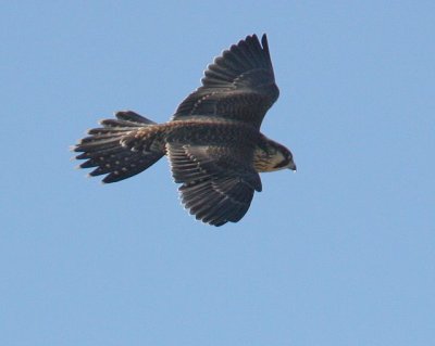 Peregrine Falcon