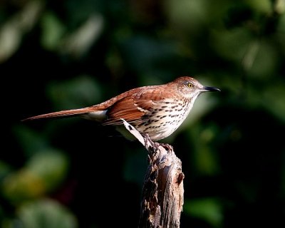 Brown Thrasher