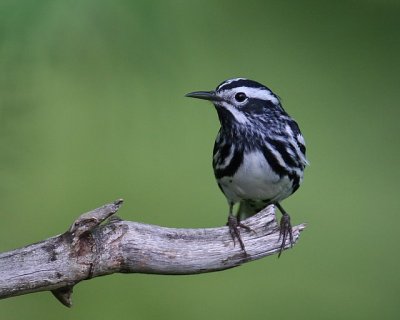 Black and White Warbler