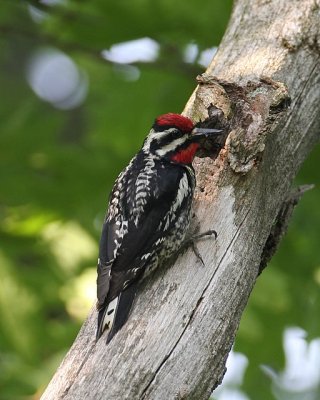 Yellow-bellied Sapsucker