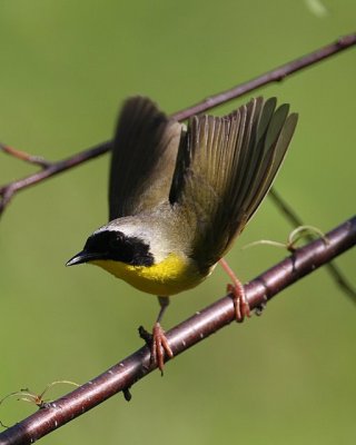 Common Yellowthroat