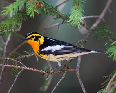 Blackburnian Warbler