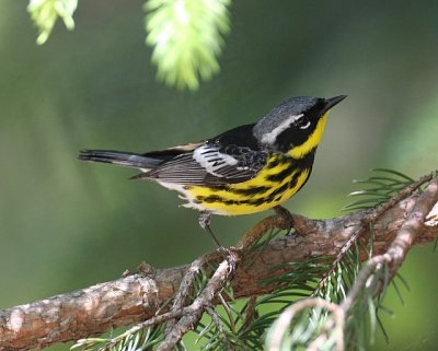 Magnolia Warbler