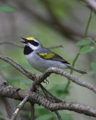 Golden-winged Warbler