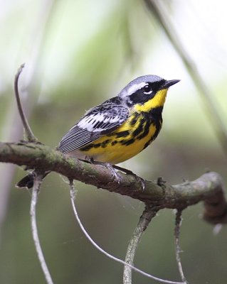 Magnolia Warbler