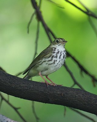 Ovenbird