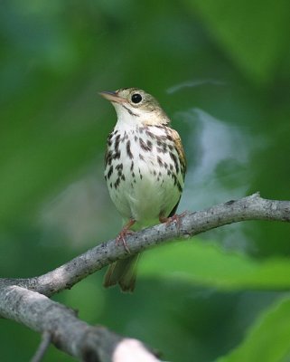 Ovenbird