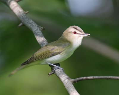 Red-eyed Vireo