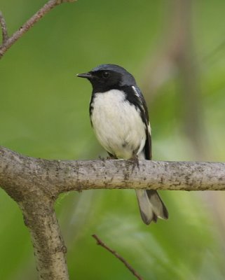 Black-throated Blue Warbler