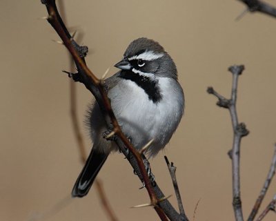 Black-throated Sparrow