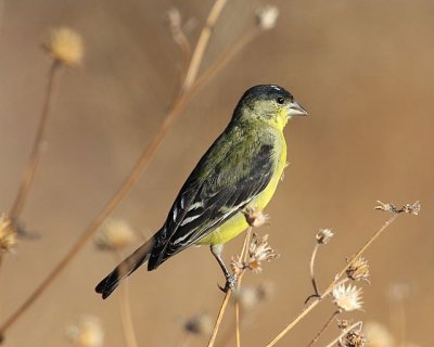 Lesser Goldfinch