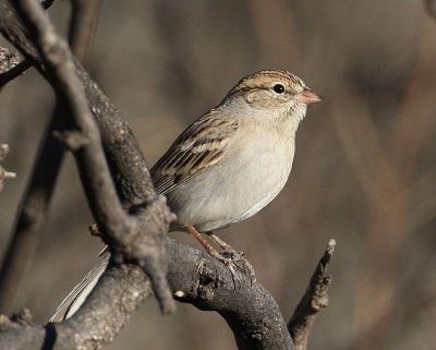 Brewer Sparrow