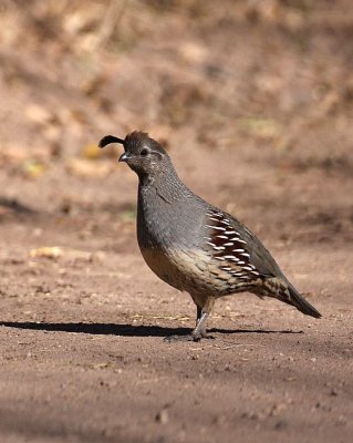 Gambel's Quail