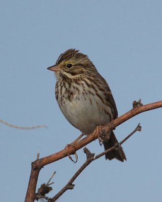 Savannah Sparrow